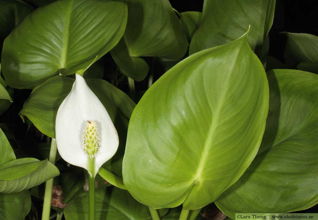 Missne, Calla palustris