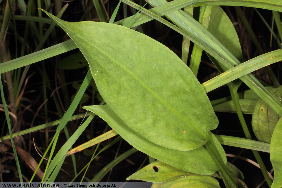 Ekorrbär, Maianthemum bifolium