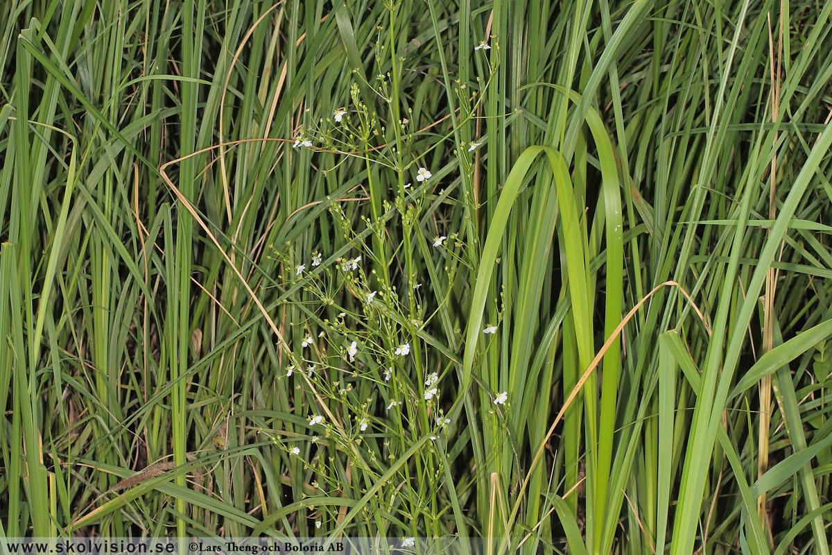 Ekorrbär, Maianthemum bifolium