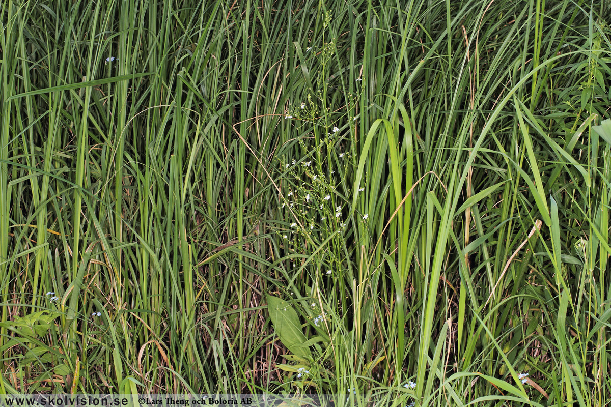 Ekorrbär, Maianthemum bifolium