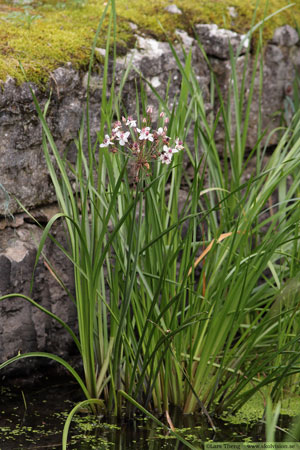 Blomvass, Butomus umbellatus