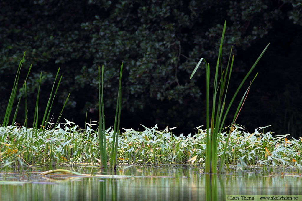 Pilblad, Sagittaria sagittifolia