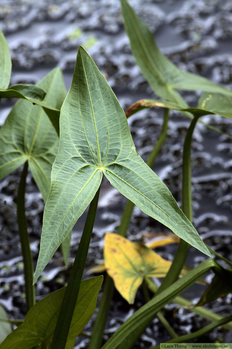 Pilblad, Sagittaria sagittifolia