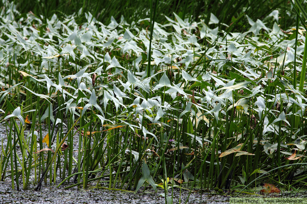 Pilblad, Sagittaria sagittifolia