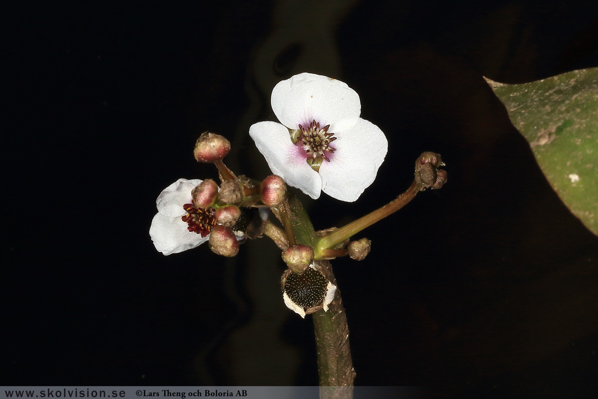 Ekorrbär, Maianthemum bifolium