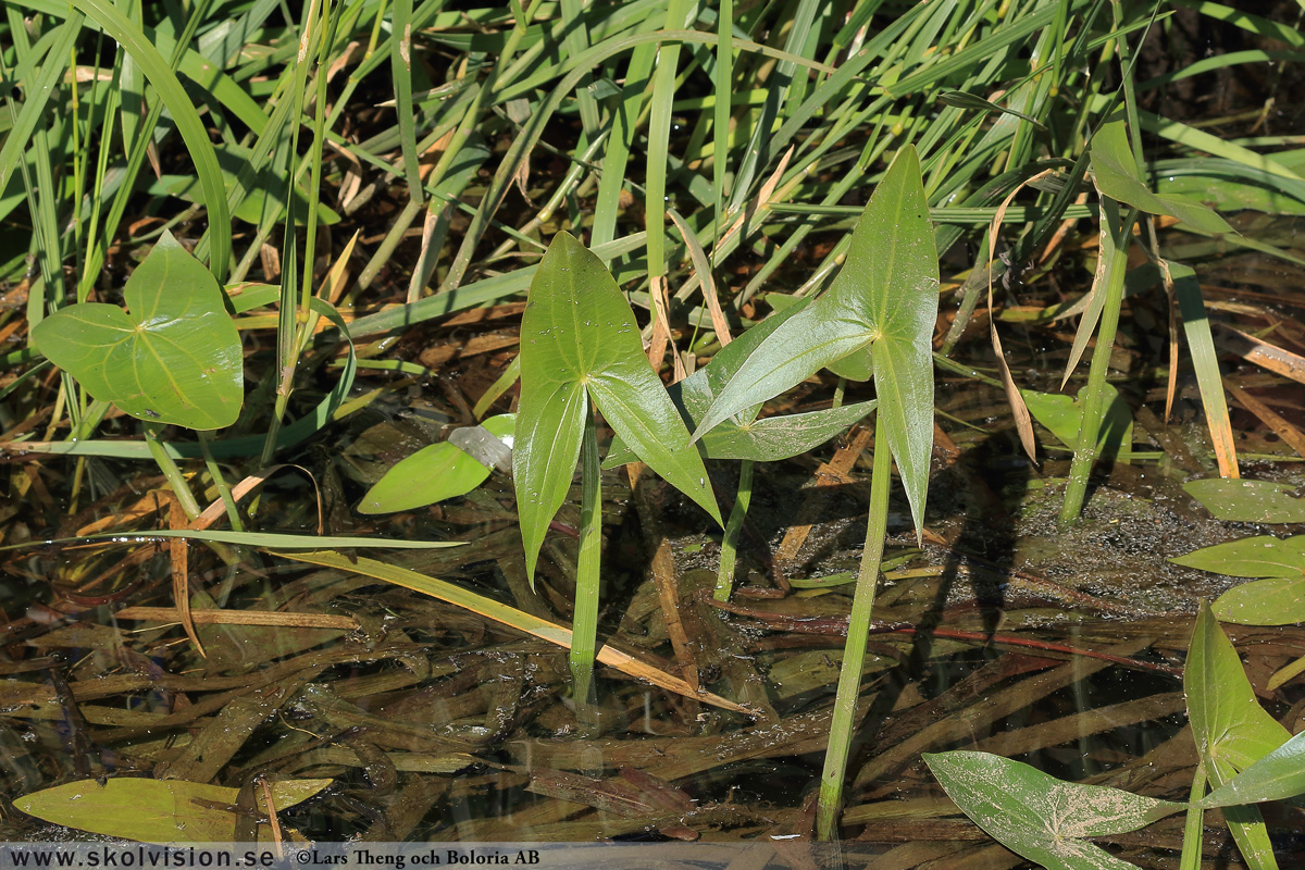 Ekorrbär, Maianthemum bifolium