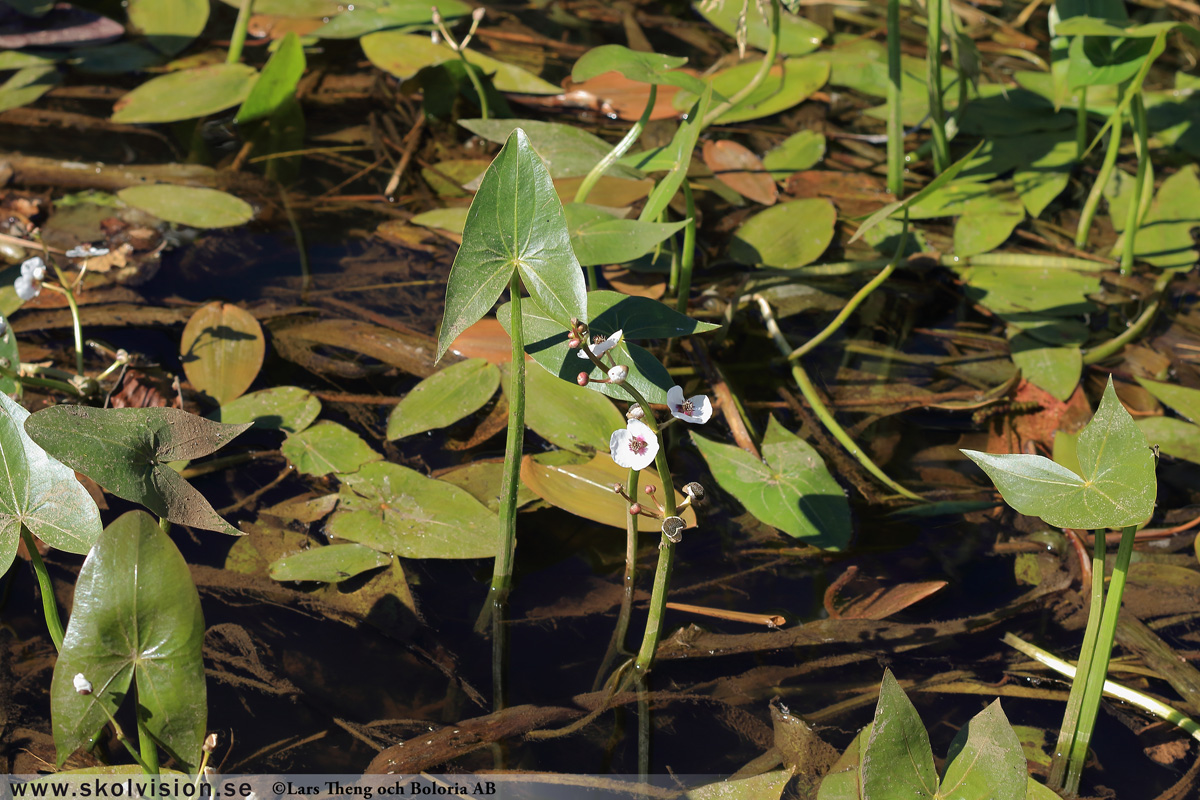 Ekorrbär, Maianthemum bifolium