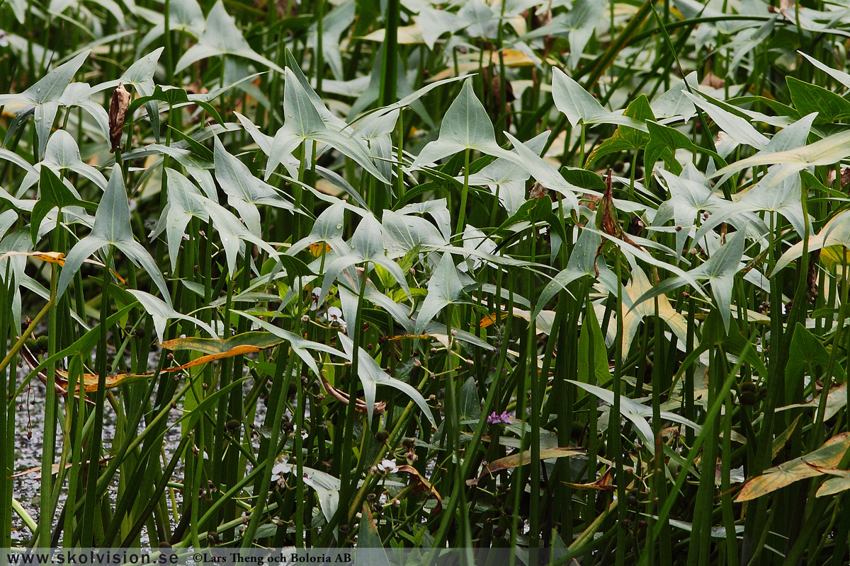 Ekorrbär, Maianthemum bifolium