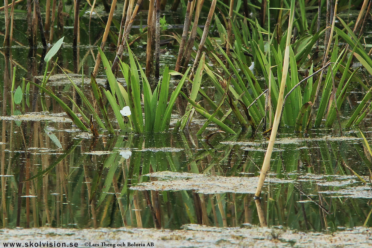 Ekorrbär, Maianthemum bifolium