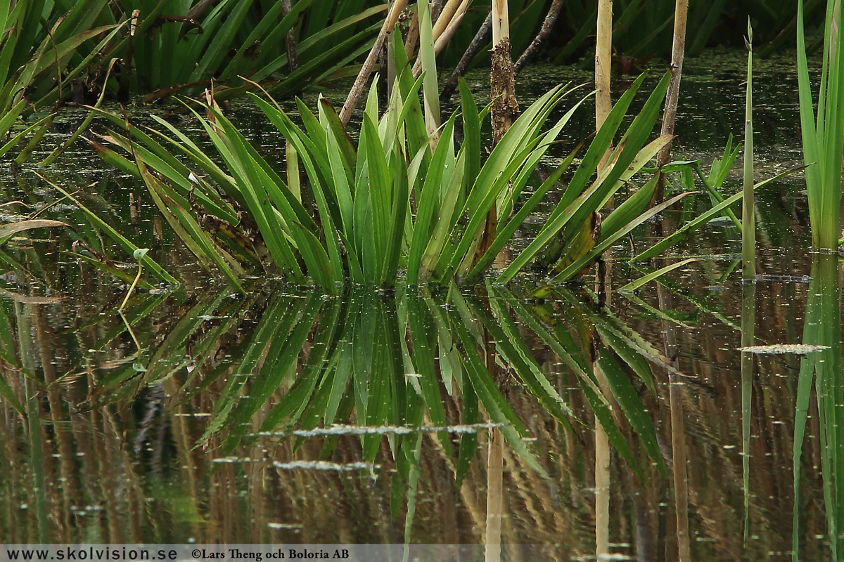 Ekorrbär, Maianthemum bifolium