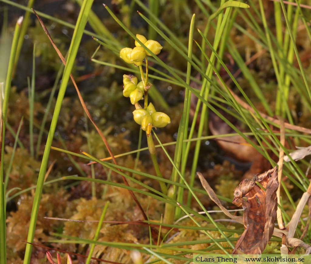 Kallgräs, Scheuchzeria palustris