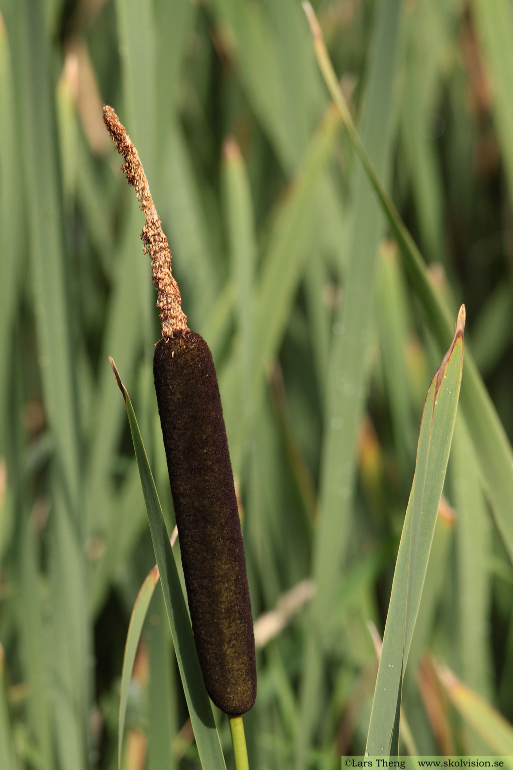 Bredkaveldun, Typha latifolia