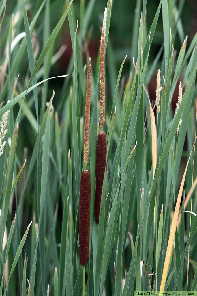 Smalkaveldun, Typha angustifolia