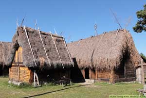 Bungemuseet, Gotland, Ag, Cladium mariscus 