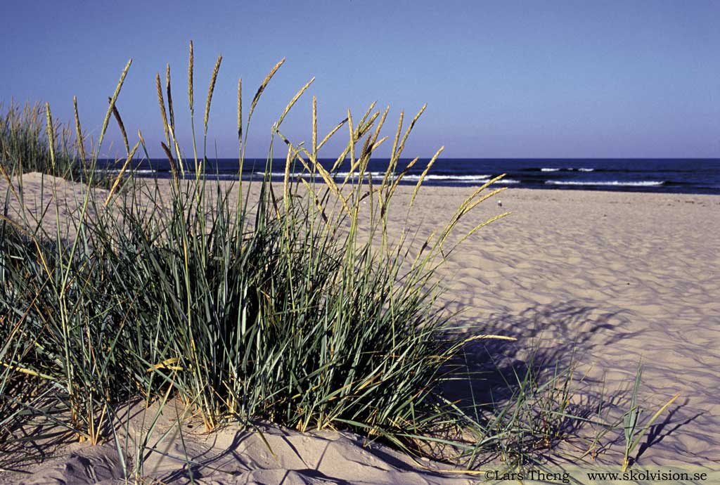 Strandråg, Leymus arenarius