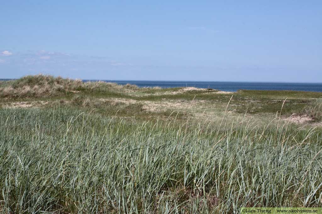 Strandråg, Leymus arenarius