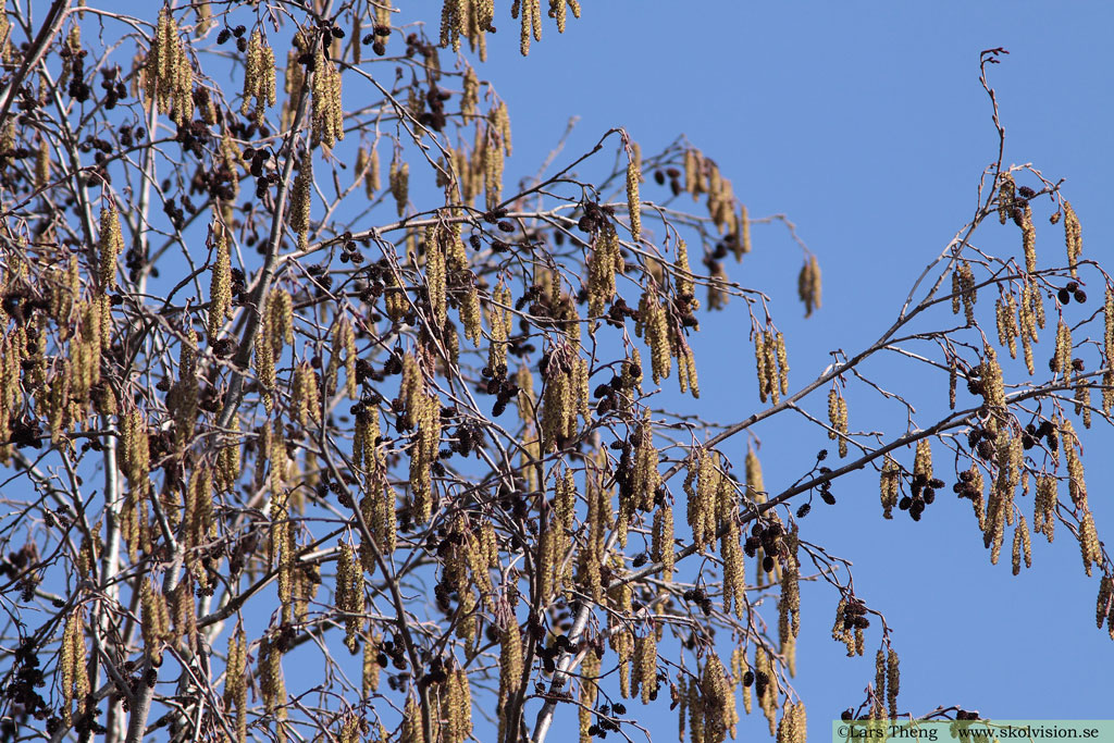 Gråal, Alnus incana