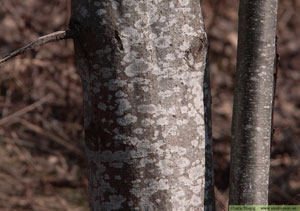 Gråal, Alnus incana 