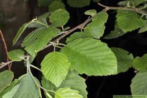 Gråal, Alnus incana 