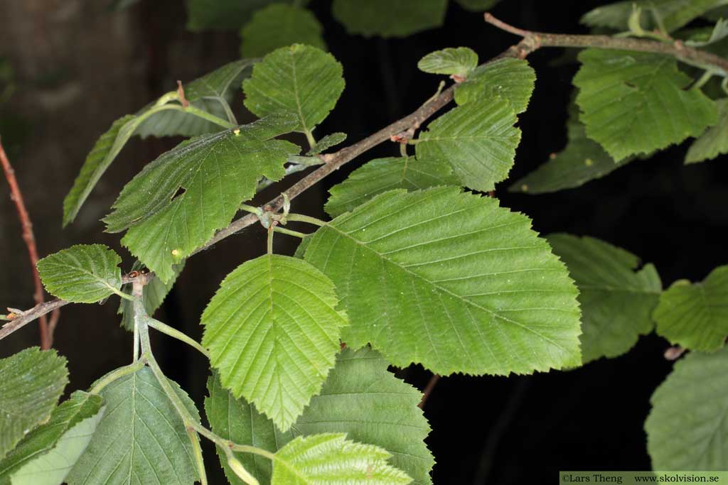 Gråal, Alnus incana