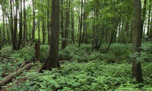 Klibbal, Alnus glutinosa