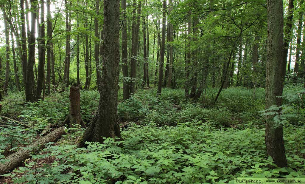 Klibbal, Alnus glutinosa