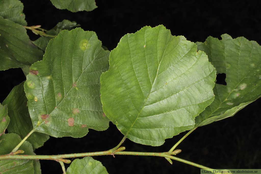 Klibbal, Alnus glutinosa