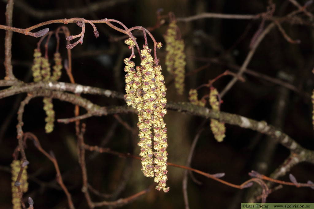 Klibbal, Alnus glutinosa