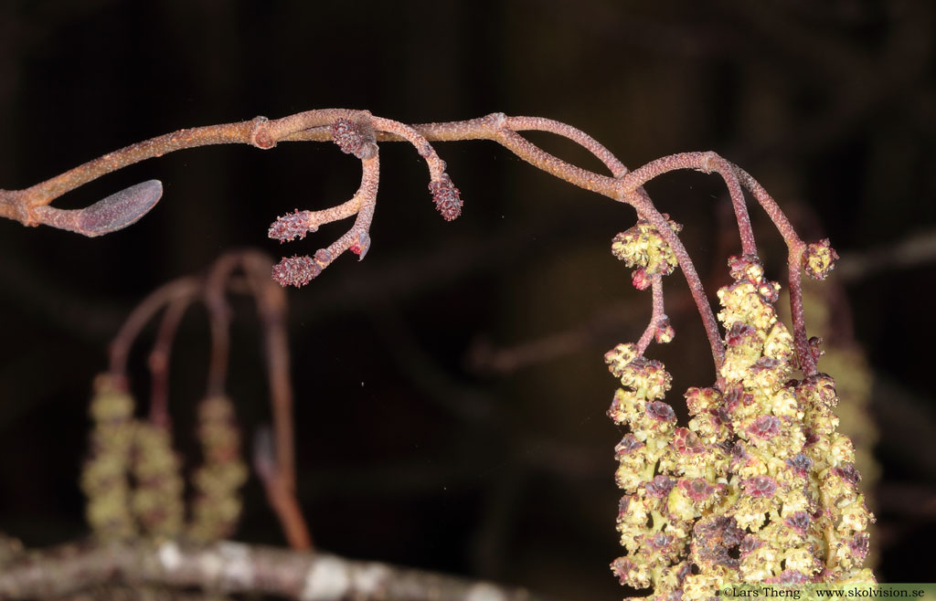 Klibbal, Alnus glutinosa