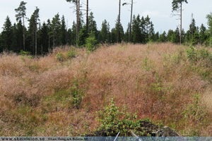 Kruståtel, Avenella flexuosa