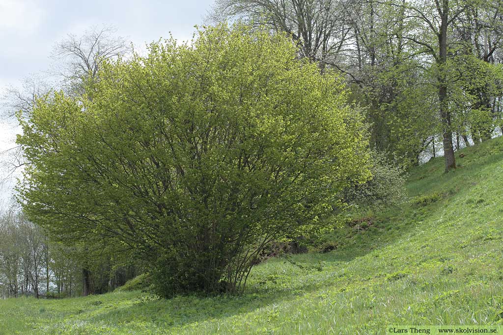 Hassel, Corylus avellana