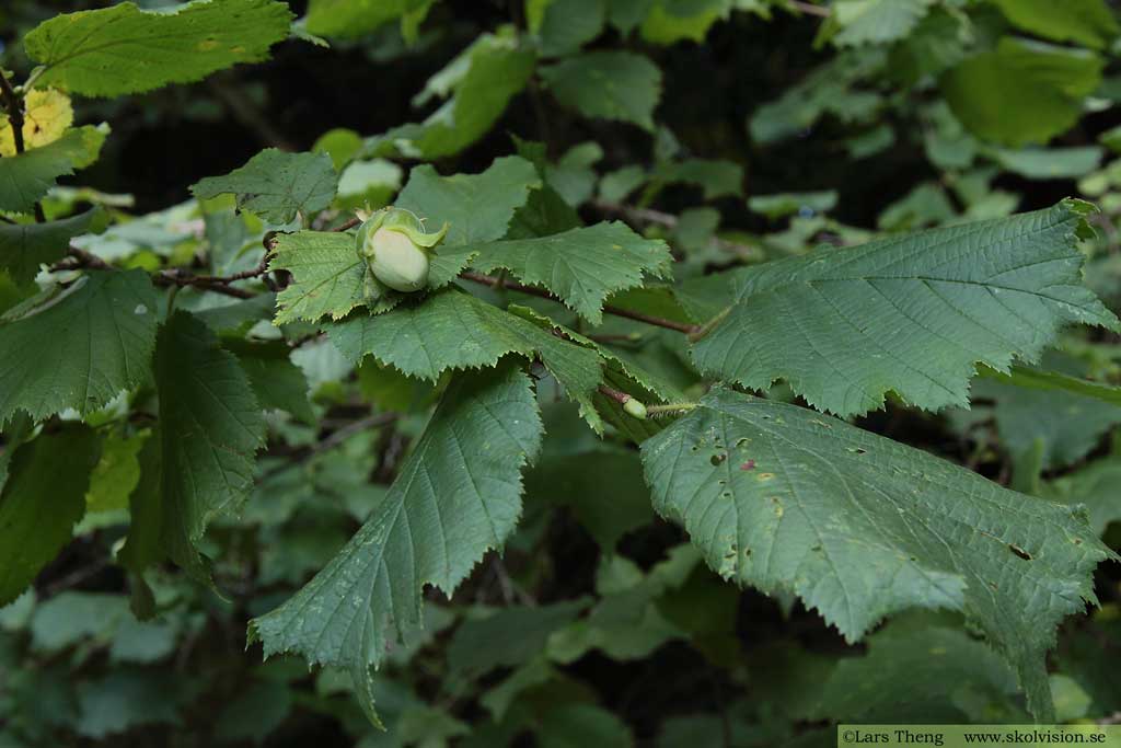 Hassel, Corylus avellana