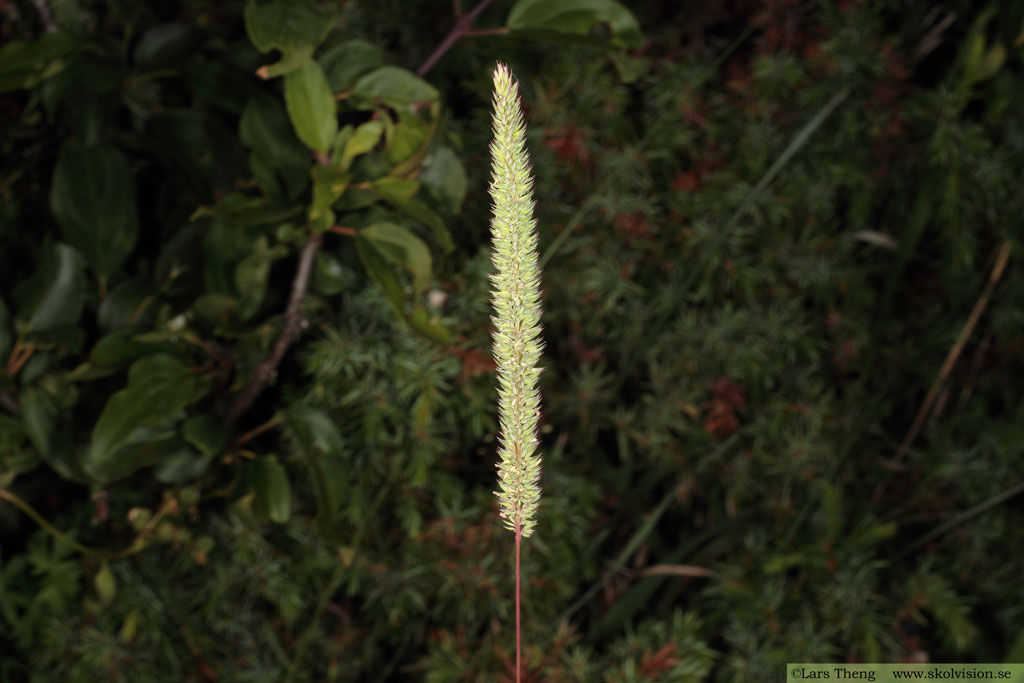 Flentimotej, Phleum phleoides