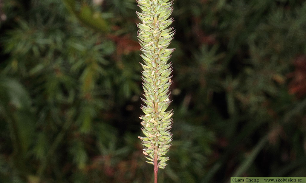 Flentimotej, Phleum phleoides