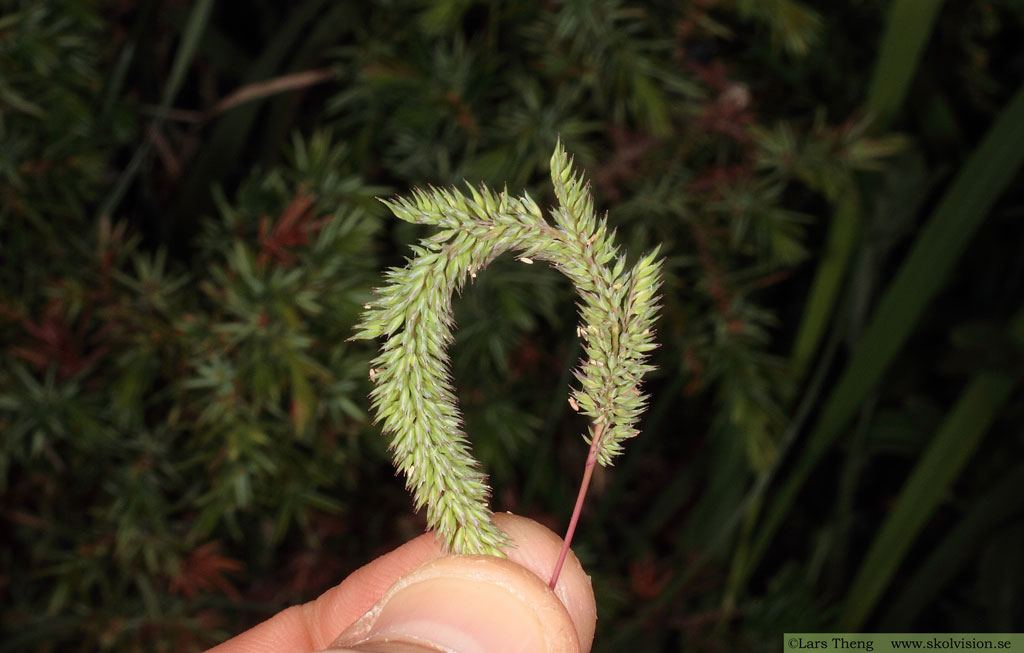 Flentimotej, Phleum phleoides