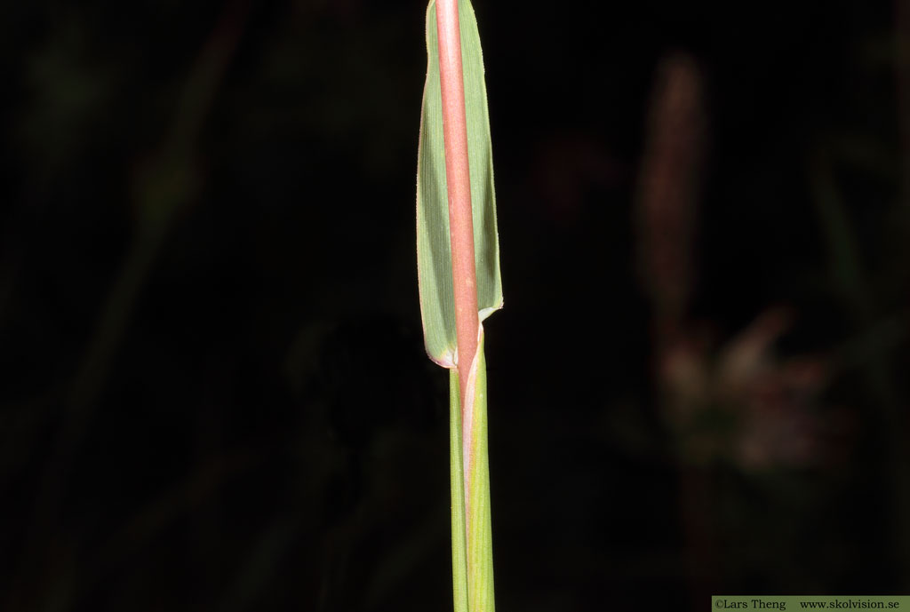 Flentimotej, Phleum phleoides