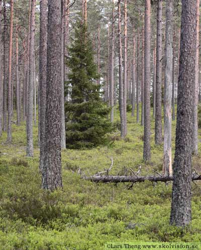 Svenska skogar