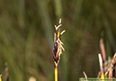 Schoenus-ferrugineus-IMG_5919