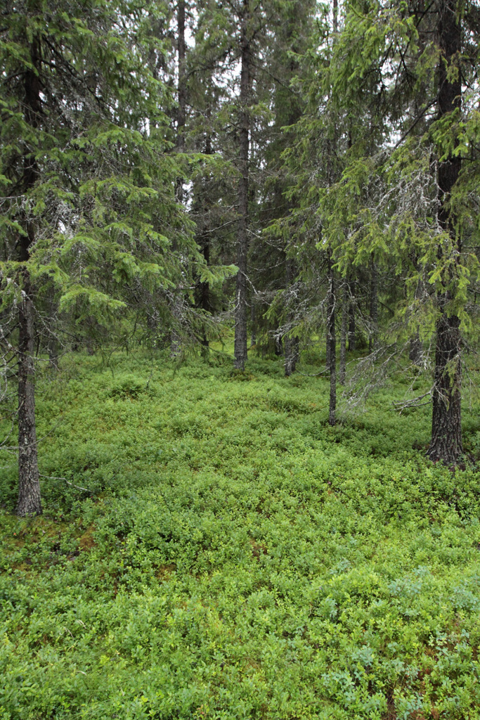 tallskog av lavtyp