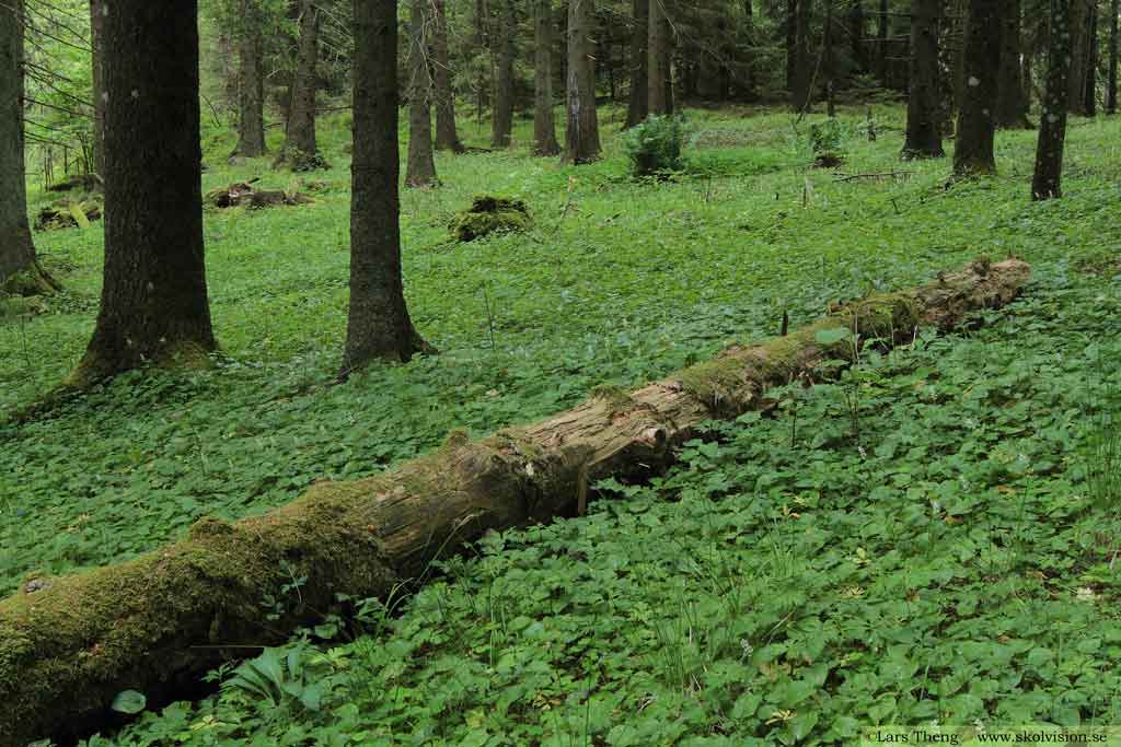 Granskog av lågörttyp