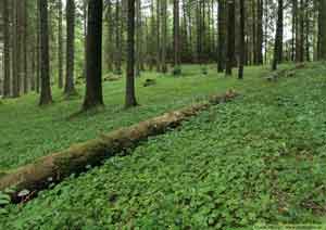 Granskog av lågörttyp