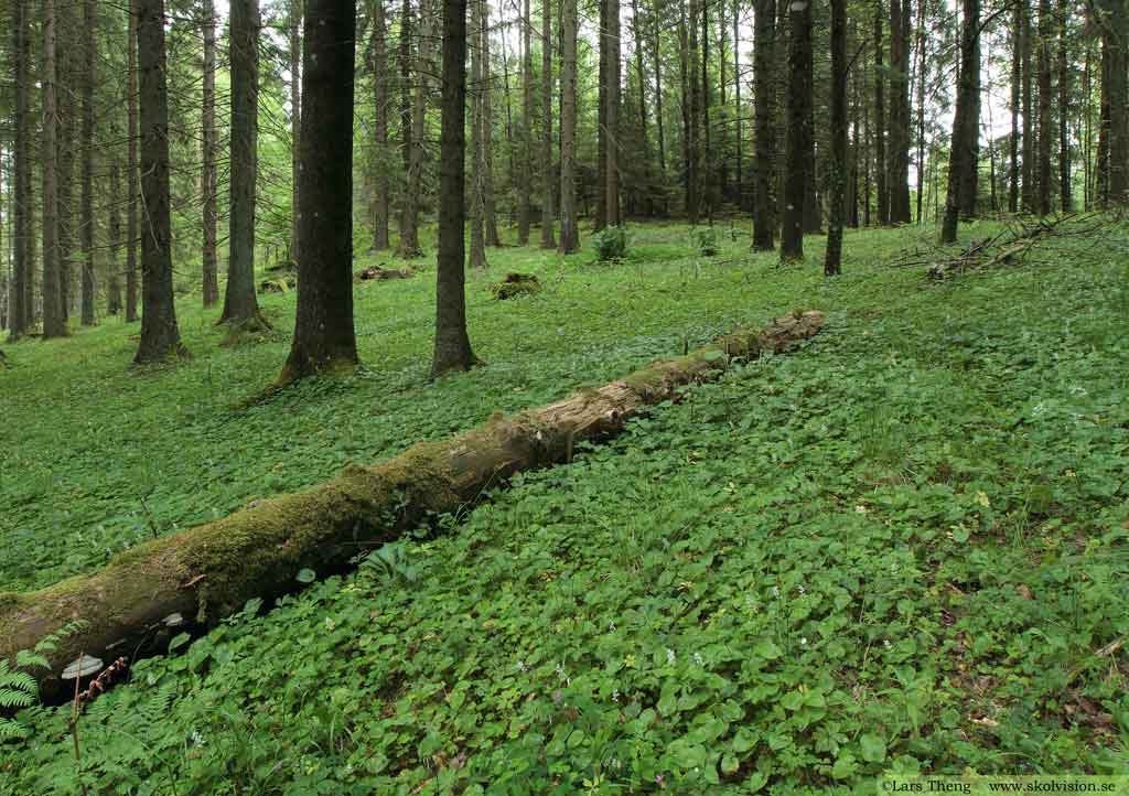 tallskog av lavtyp