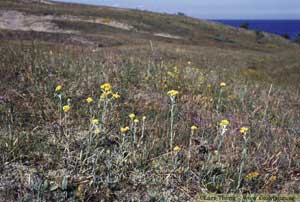 hedblomster