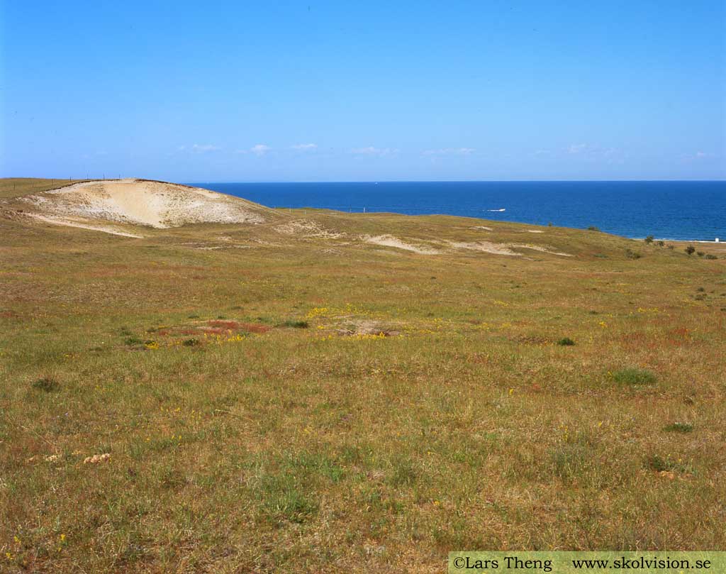 Sandstäpp, Tofsäxinghed